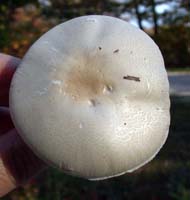 Leucoagaricus naucinus.